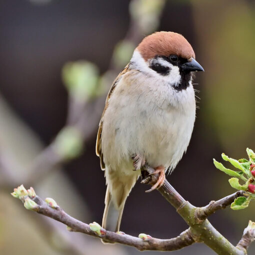 retractable screens-bird watching